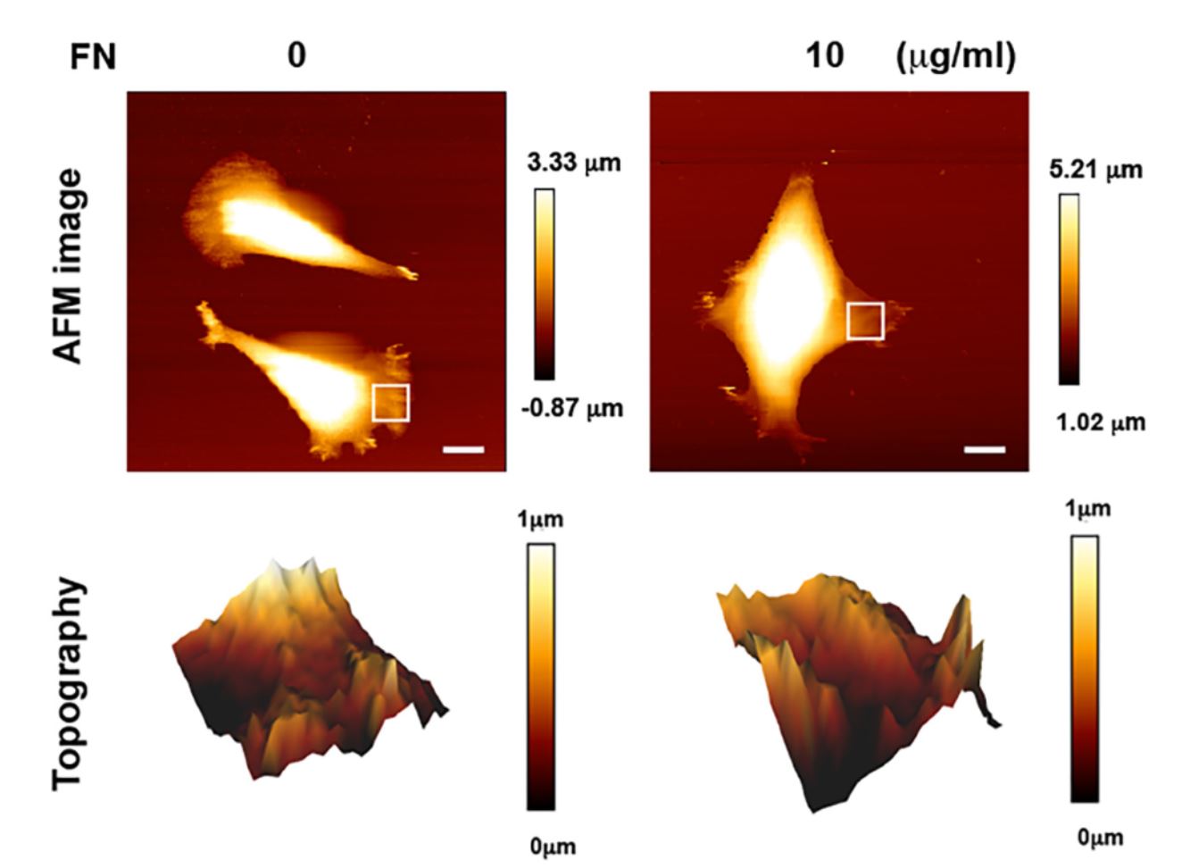 Supplementary Figure S1 from Chao-Hung Chang et al. “Substrate properties modulate cell membrane roughness by way of actin filaments”: Images of membrane topography determined by atomic force microscopy (AFM). MEFs were seeded on the polymer coverslip-bottom μ-dishes coated with 0 or 10 μg/ml FN for 6 hours for the measurement of membrane roughness by AFM. The regions marked by the white squares in the bright-field images are displayed in the membrane topography. Scale bar, 10 μm. NANOSENSORS uniqprobe qp-SCONT AFM probes(long cantilever length 125 um, spring constant 0.01 N/m) were used.