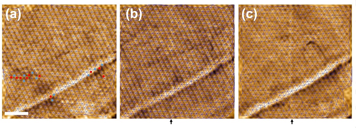 figure 8 from “Observation of a gel of quantum vortices in a superconductor at very low magnetic fields” by José Benito Llorens et al.:
Behavior of the hexagonal vortex lattice as a function of temperature measured with MFM. In (a)–(c), the images are taken at 2.75,3.75, and 4.5 K, respectively at 300 G. The color scale represents the observed frequency shift. Scale bar is 1μm. Blue lines are the Delaunay triangulation of vortex positions. Blue and red points in (a) highlight vortices with seven and five nearest neighbors respectively. The dark arrow at the bottom highlights the position of the vertical line discussed in the text.