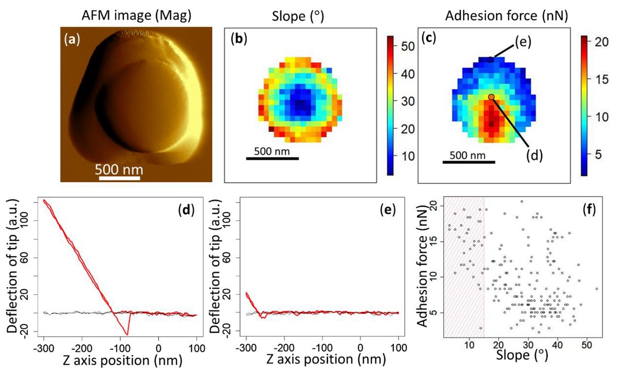 Figure 2 from «Direct Measurement of Adhesion Force of Individual Aerosol Particles by Atomic Force Microscopy» by Kohei Ono et al:
Atomic force microscopy (AFM) mag image (a), slope mapping (b), and adhesion force mapping (c) obtained from the same 1 μm PSL particle. Representative force–distance curves are shown for the point at which the tip is properly in contact with the surface with sufficient stroke (loading force), at the proper angle (d) and for the point further towards the edge where the tip is barely touching the surface at a steep angle (e). The black lines in panels (d) and (e) show the baseline in which the tip did not touch the particle or substrate. A plot of the relationship between the slope and the adhesion force is shown in panel (f). The plots in the shaded area are considered to represent the adhesion force of the particle.