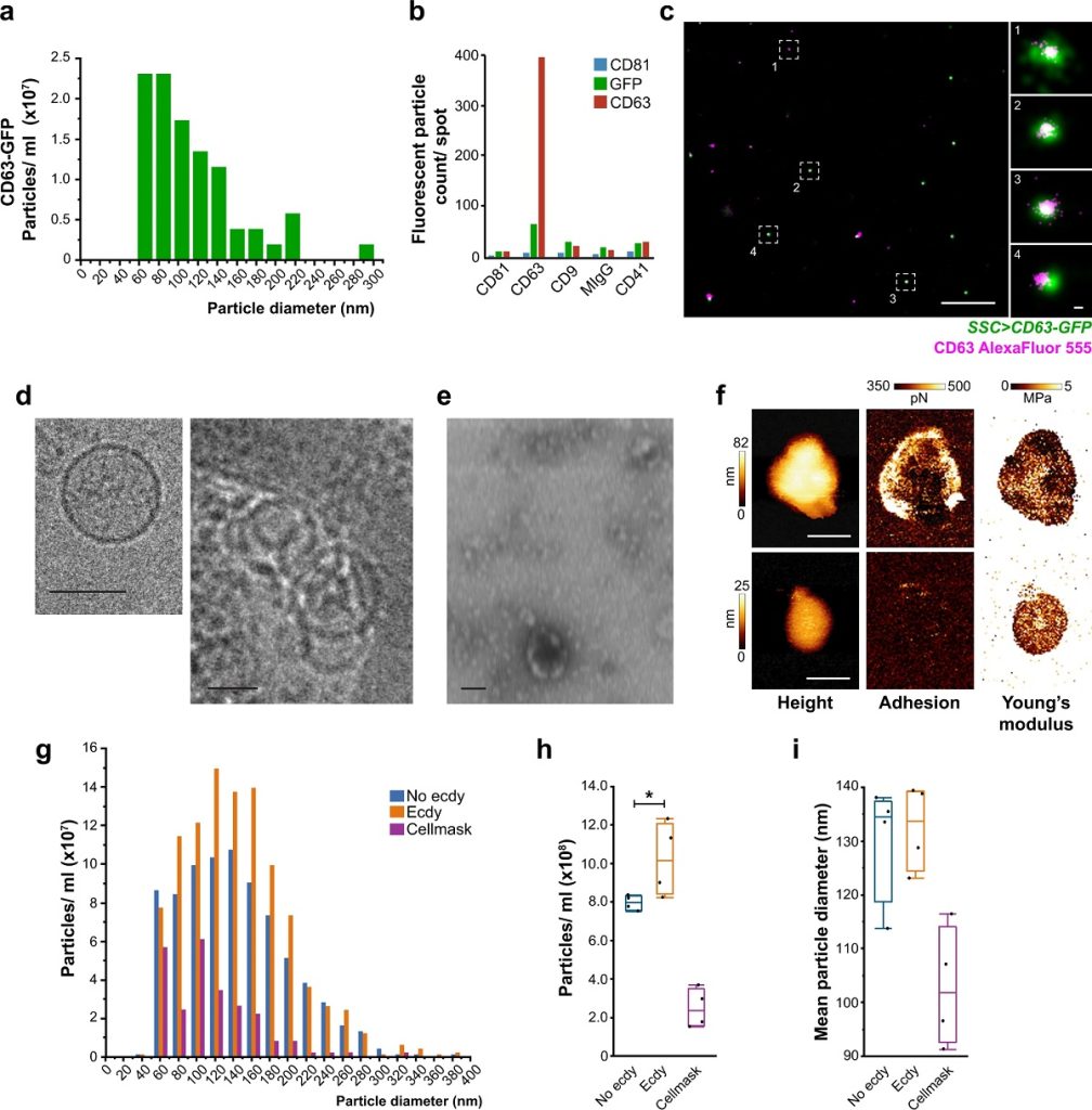 extracellular vesicles (EVs) | Blog – NANOSENSORS™ – R&D Leaders in AFM ...