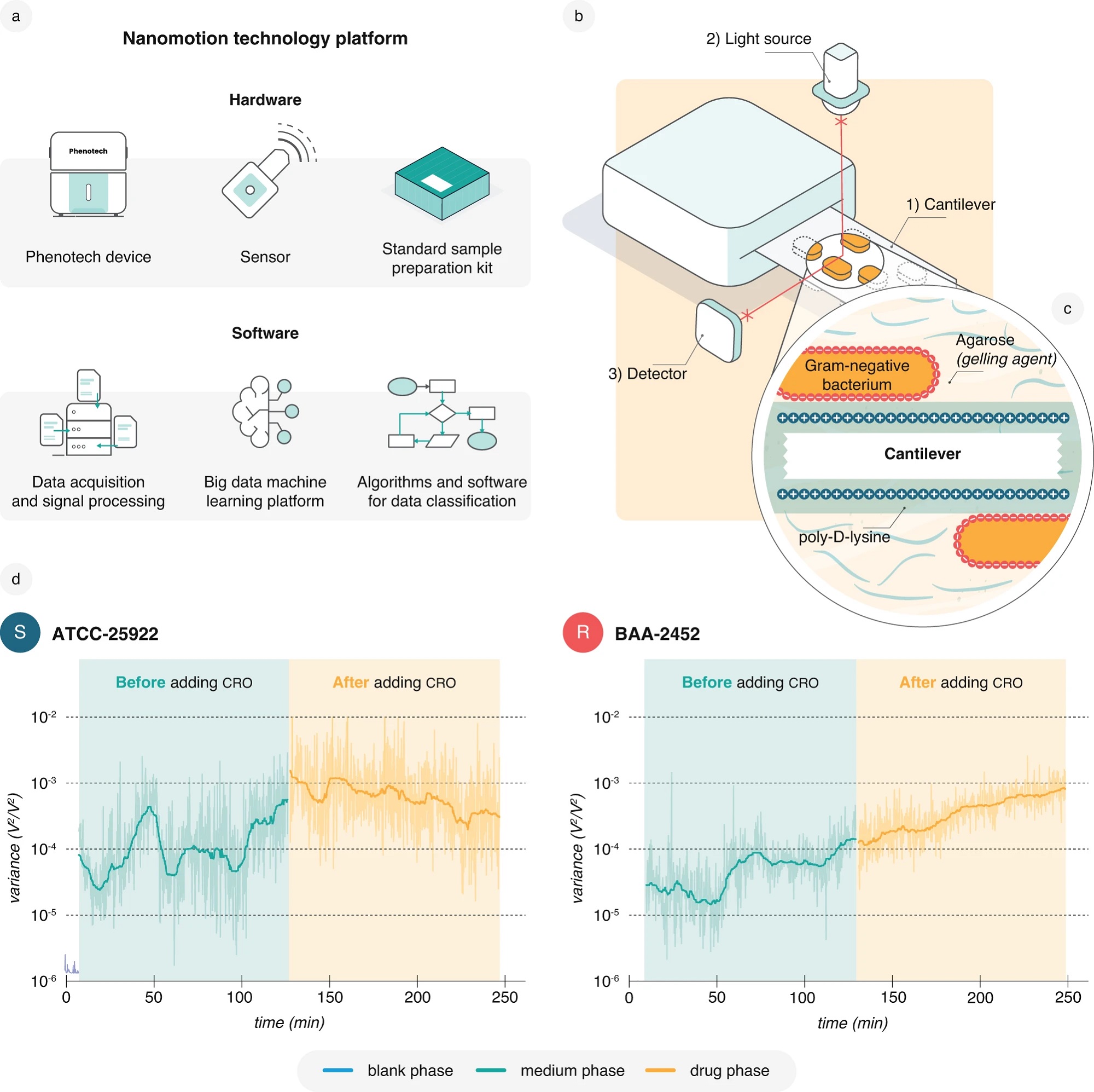 Accurate and rapid antibiotic susceptibility testing using a machine learning assisted nanomotion technology platform - news